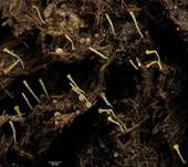Pillenwerfer, Foto 14