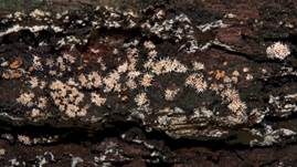 Pilzspinne, Foto 17