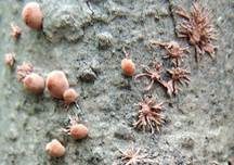 Pilzspinne, Foto 8