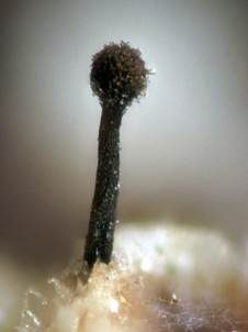 Pilz-Stecknadelflechte, Foto 4
