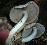 Pinselfaserling, Foto 13