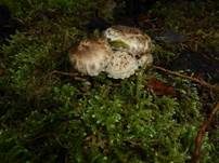 Pinselfaserling, Foto 14