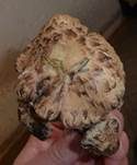 Pinselfaserling, Foto 15