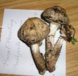 Pinselfaserling, Foto 19