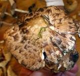 Pinselfaserling, Foto 26