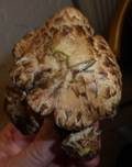 Pinselfaserling, Foto 27