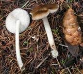 Blassstieliger Dachpilz, Foto 6