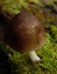 Blassstieliger Dachpilz, Foto 9