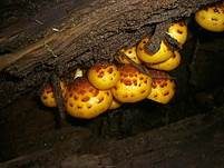 Pinselschüppling, Foto 6