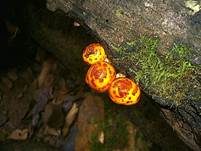 Pinselschüppling, Foto 8