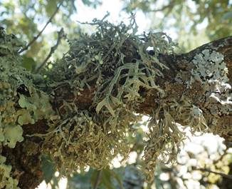Blatt-Astflechte, Foto 3