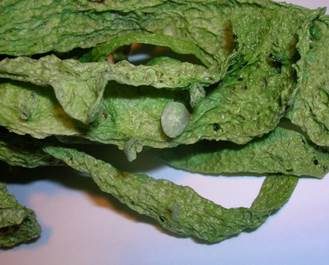 Blatt-Astflechte, Foto 5