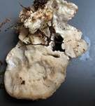 Polsterpilz, Foto 64
