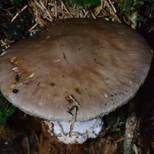 Porphyrbrauner Wulstling, Foto 18