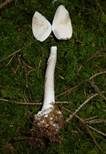 Porphyrbrauner Wulstling, Foto 23