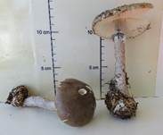 Porphyrbrauner Wulstling, Foto 29