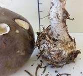 Porphyrbrauner Wulstling, Foto 30