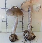 Porphyrbrauner Wulstling, Foto 31