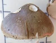 Porphyrbrauner Wulstling, Foto 32