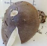 Porphyrbrauner Wulstling, Foto 33