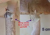 Porphyrbrauner Wulstling, Foto 35