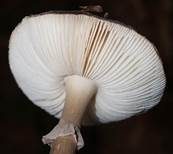 Porphyrbrauner Wulstling, Foto 6