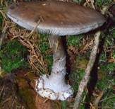 Porphyrbrauner Wulstling, Foto 7