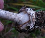 Porphyrbrauner Wulstling, Foto 8