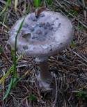 Porphyrbrauner Wulstling, Foto 10