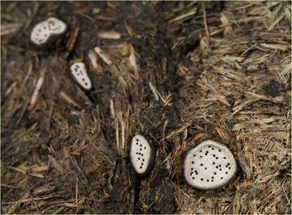 Großsporige Porenscheibe, Foto 5
