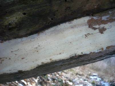 Punktiertsporiger Rindenpilz, Foto 3