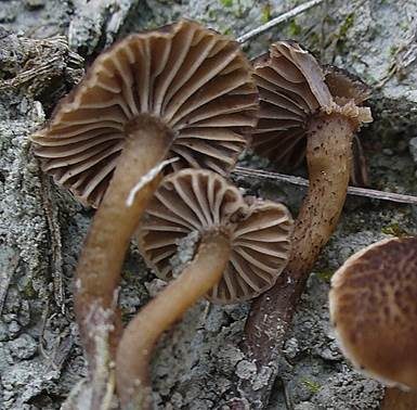 Punktiertstieliger Samtschneckling, Foto 3