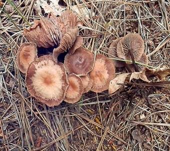 Purpurbrauner Blasssporrübling, Foto 2