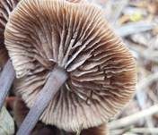 Purpurbrauner Blasssporrübling, Foto 6