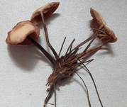 Purpurbrauner Blasssporrübling, Foto 8