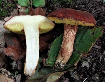 Purpurbrauner Filzröhrling, Foto 2