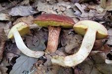 Purpurbrauner Filzröhrling, Foto 4