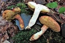 Purpurbrauner Filzröhrling, Foto 5