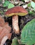 Purpurbrauner Filzröhrling, Foto 7