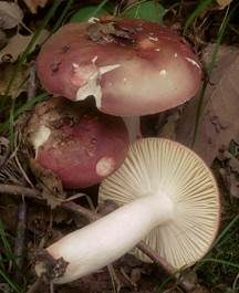 Purpurbrauner Ledertäubling, Foto 2