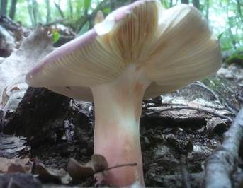 Purpurbrauner Ledertäubling, Foto 4