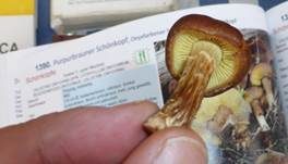 Purpurbrauner Schönkopf, Foto 7