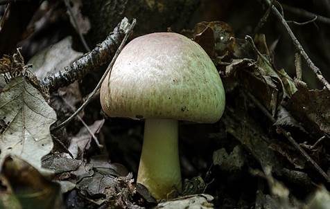 Purpurchampignon, Foto 2