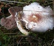 Purpurchampignon, Foto 5