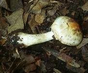 Purpurchampignon, Foto 6