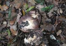 Purpurchampignon, Foto 8