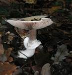 Purpurchampignon, Foto 9