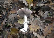 Purpurchampignon, Foto 10