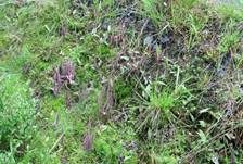 Purpurfarbige Keule, Foto 9