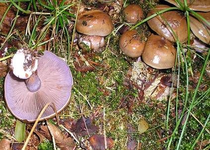 Purpurfleckender Klumpfuß, Foto 2
